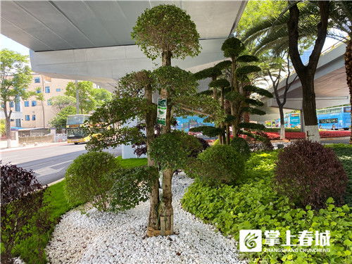 采蓮橋下“枯山水” 昆明市政園林精品化試點(diǎn)的匠心之作