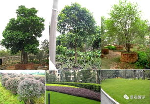 園林景觀植物 設(shè)計(jì)中的生命與靈魂——基礎(chǔ)認(rèn)知與設(shè)計(jì)要點(diǎn)